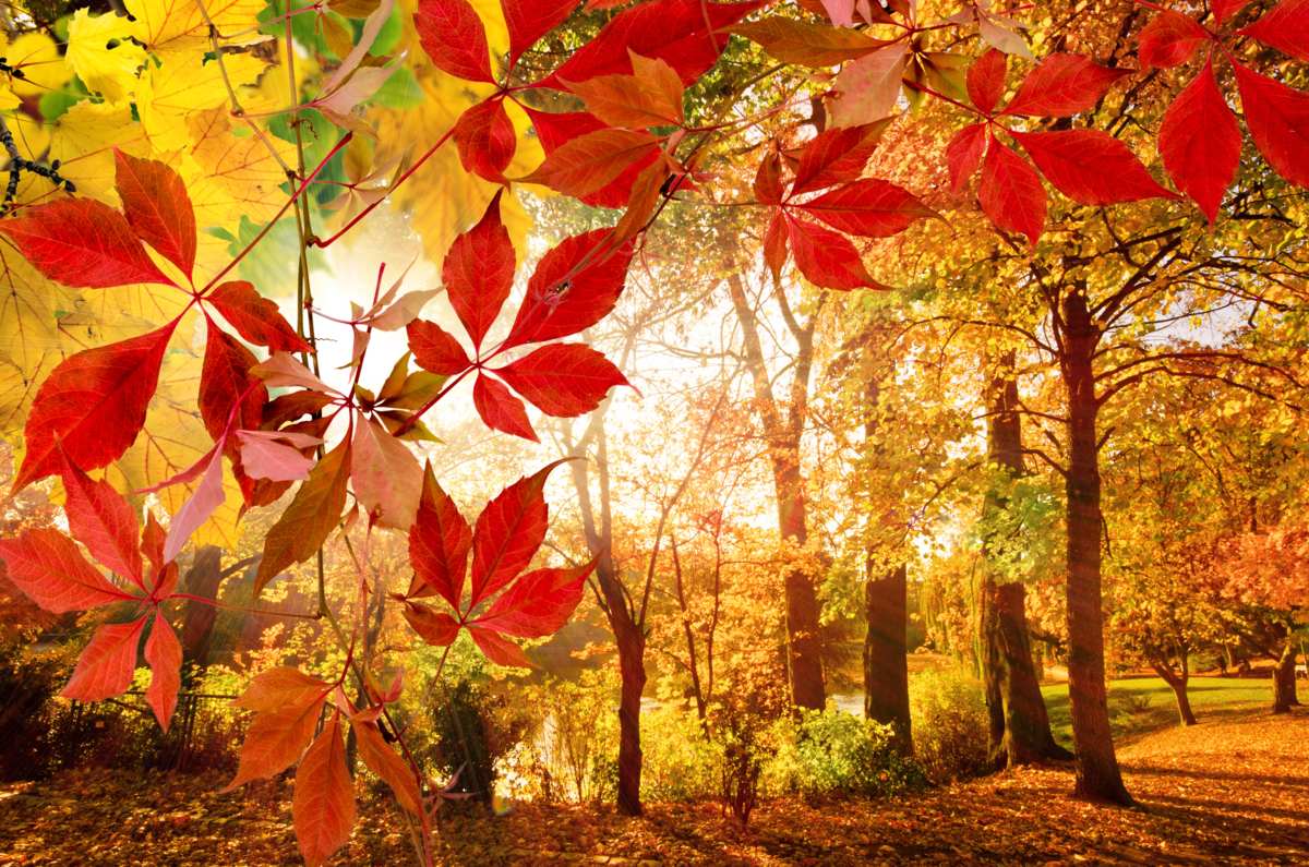 Herbstwald im Gegenlicht